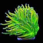 Top Shelf Aquatics discount code